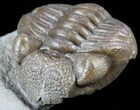 Wide, Enrolled Eldredgeops Trilobite - Ohio #55455-2